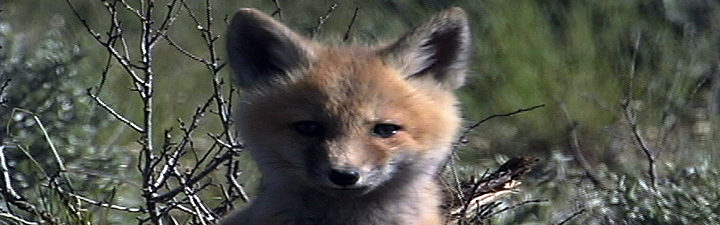 Fox Kit Lamar Valley -Yellowstone National Park